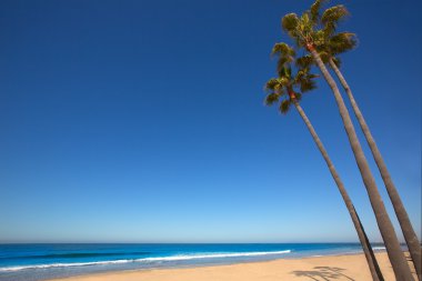 Newport beach california palm ağaçlar kıyısında
