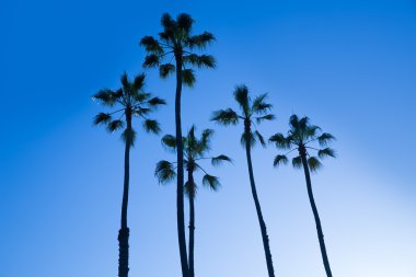 California yüksek hurma ağaçları silohuette mavi gökyüzü üzerinde