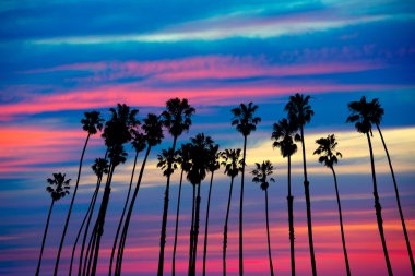 California palm ağaçlar Günbatımı ile renkli gökyüzü