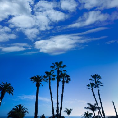 California yüksek hurma ağaçları silohuette mavi gökyüzü üzerinde