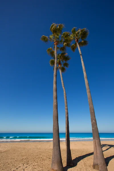 Newport spiaggia California palme sulla riva — Foto Stock