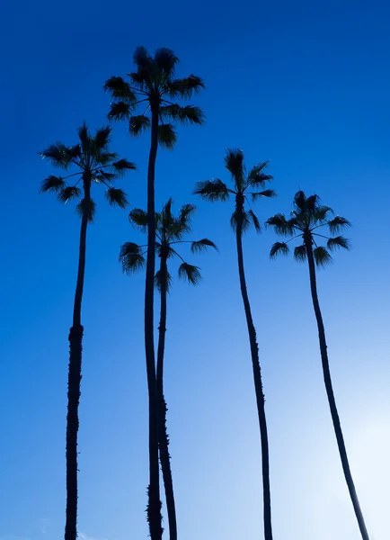 California yüksek hurma ağaçları silohuette mavi gökyüzü üzerinde — Stok fotoğraf