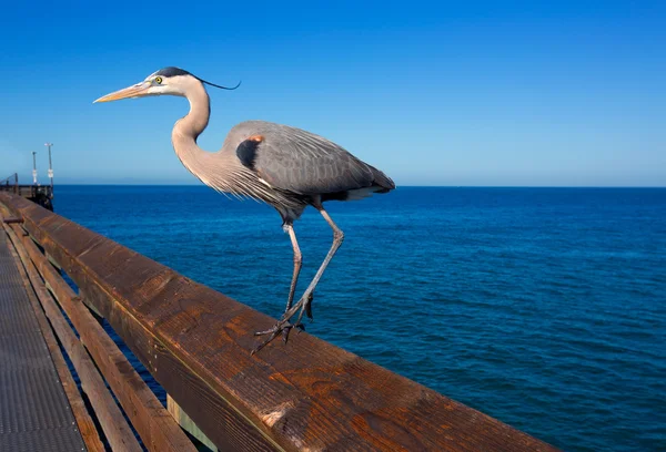 Héron bleu Ardea cinerea à Newport jetée Californie — Photo