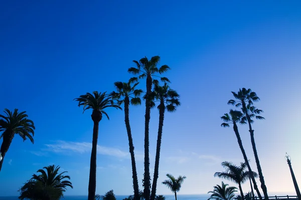 Californie hauts palmiers silohuette sur ciel bleu — Photo