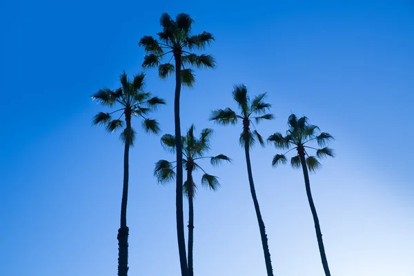 California pohon palem tinggi silohuette di langit biru — Stok Foto