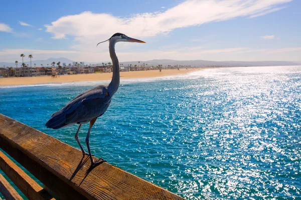 Blue heron ardea cinerea in newport pier Californië — Stockfoto