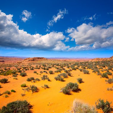 colorado Nehri usa yakınındaki Arizona Çölü