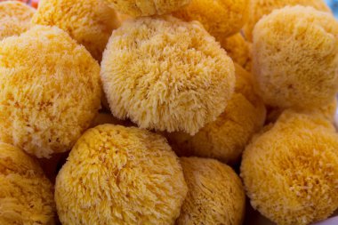 deniz süngeri ayrıntılı olarak yuvarlak şekil