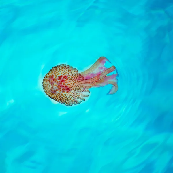 ターコイズ ブルーの海で mditerranean 藤色クラ ゲ — ストック写真