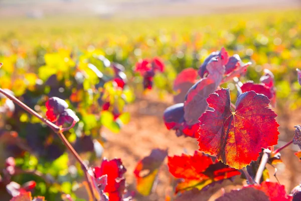 Viñedos rojos dorados de otoño en Utiel Requena —  Fotos de Stock