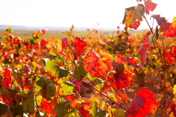 Autunno vigneti rossi dorati a Utiel Requena — Foto Stock