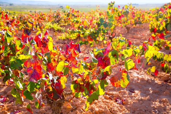 Herbstlich goldrote Weinberge in Utiel requena — Stockfoto