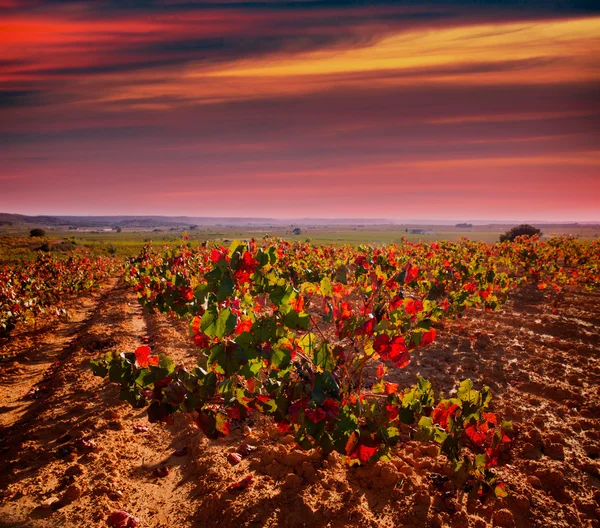 Autunno vigneti rossi dorati a Utiel Requena — Foto Stock