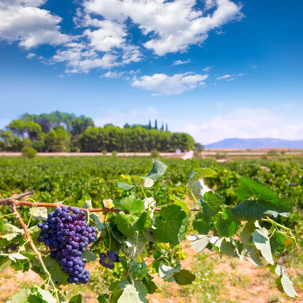 Bobal winogron na wino gotowe do zbioru w śródziemnomorskiej — Zdjęcie stockowe