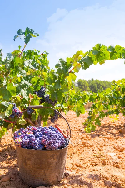 Bobal oogsten met wijndruiven oogst — Stockfoto