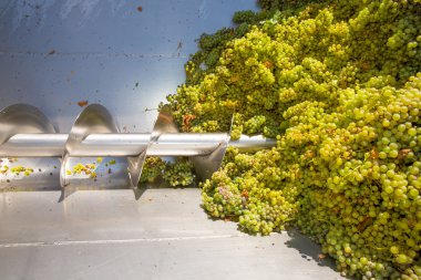Chardonnay tirbuşon kırıcı destemmer içinde şarap yapımı