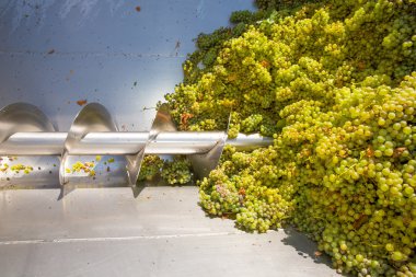 chardonnay corkscrew crusher destemmer in winemaking clipart