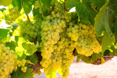 chardonnay Wine grapes in vineyard raw ready for harvest clipart