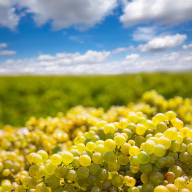 chardonnay harvesting with wine grapes harvest clipart