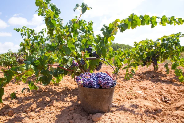 Colheita de plantas com uvas de vinho colheita — Fotografia de Stock