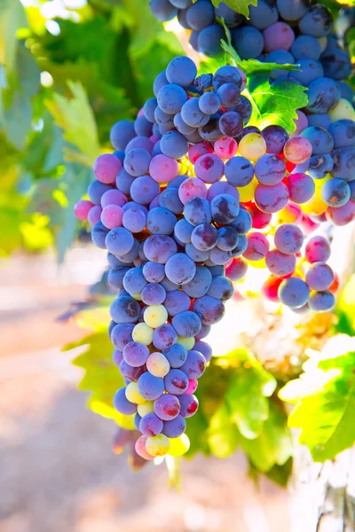 Bobal Uvas de vinho em vinha cruas prontas para a vindima — Fotografia de Stock