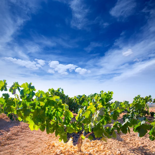 Bobal Uvas de vinho em vinha cruas prontas para a vindima — Fotografia de Stock