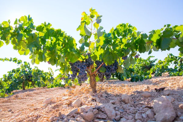 Raisins Bobal Wine dans le vignoble cru prêt pour la récolte — Photo