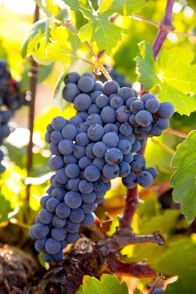 Bobal Weintrauben im Weinberg roh bereit für die Ernte — Stockfoto