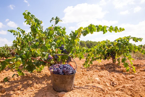 Colheita de plantas com uvas de vinho colheita — Fotografia de Stock