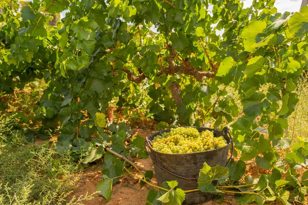 Vendemmia chardonnay con vendemmia di uve da vino — Foto Stock