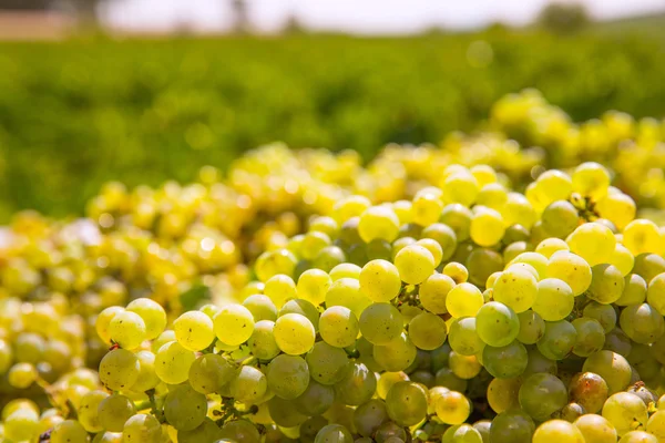 Сбор урожая Шардоне с виноградом — стоковое фото