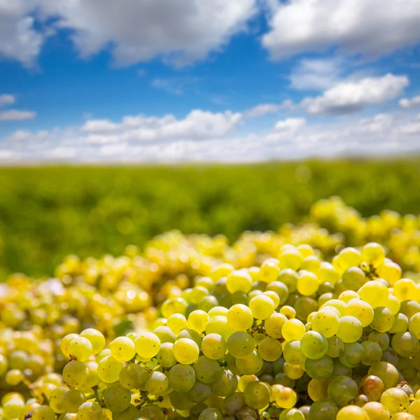 Colheita chardonnay com uvas de vinho colheita — Fotografia de Stock