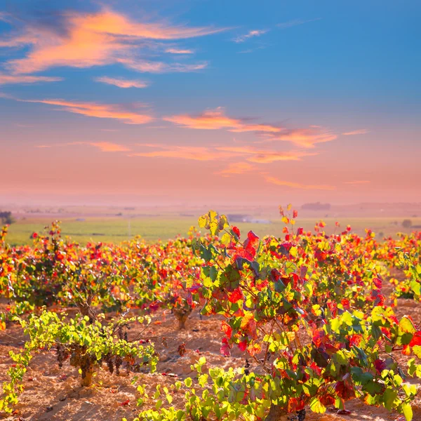 Sonbahar altın kırmızı üzüm bağları utiel requena — Stok fotoğraf