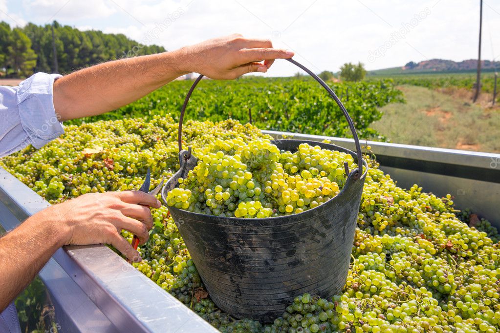 Chardonnay harvesting with wine grapes harvest — Stock Photo