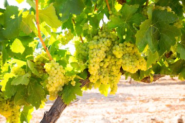 chardonnay Wine grapes in vineyard raw ready for harvest clipart