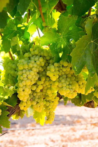 Chardonnay wijn druiven in wijngaard ruwe klaar voor oogst — Stockfoto