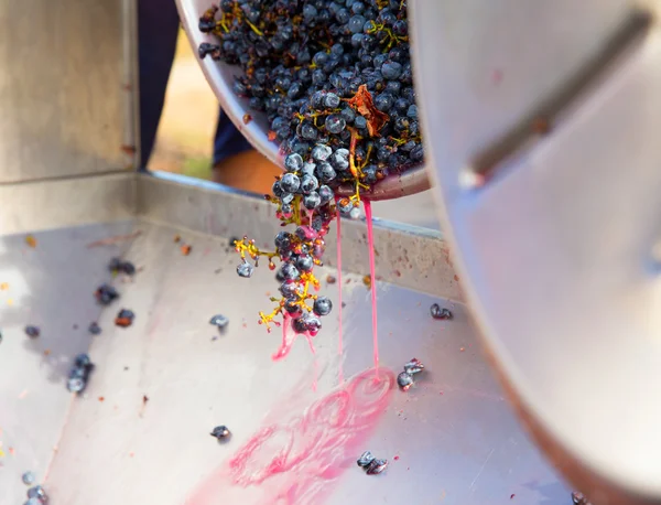 Tire-bouchon concasseur destemmer vinification avec des raisins — Photo