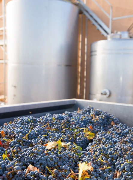 Cabernet sauvignon vinemaking met druiven en tanks — Stockfoto