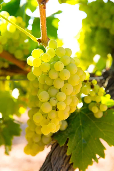 Şarap şarap üzüm üzüm hasat ham hazır — Stok fotoğraf