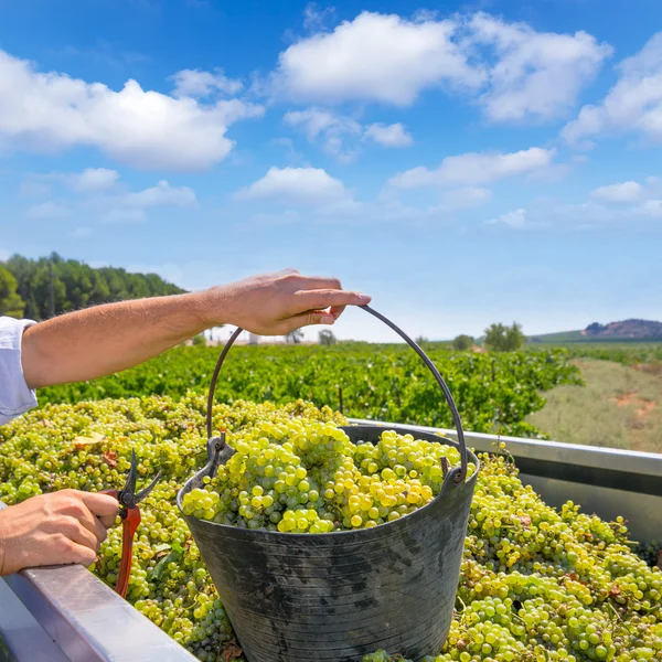 Cosecha de chardonnay con cosecha de uvas de vino —  Fotos de Stock