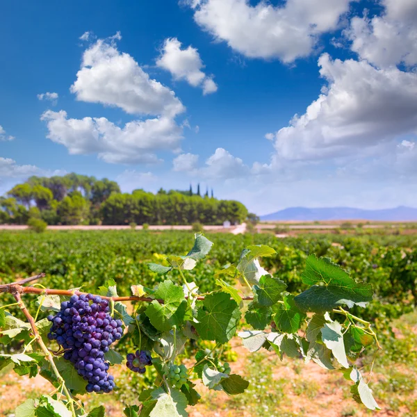 Bobal wijndruiven klaar voor oogst in mediterrane — Stockfoto