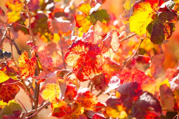 Autumn colorful golden red vineyard leaves — Stock Photo, Image