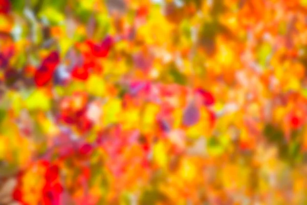 Autumn colorful golden red vineyard leaves — Stock Photo, Image