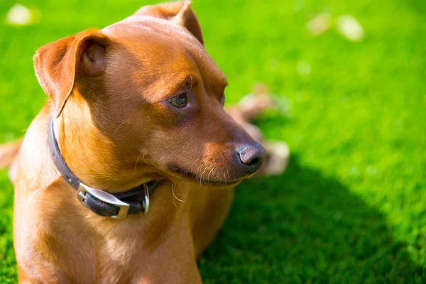 Mini retrato de perro marrón rosado tendido en el césped — Foto de Stock