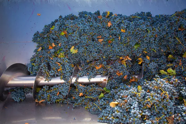 Tire-bouchon concasseur destemmer vinification avec des raisins — Photo