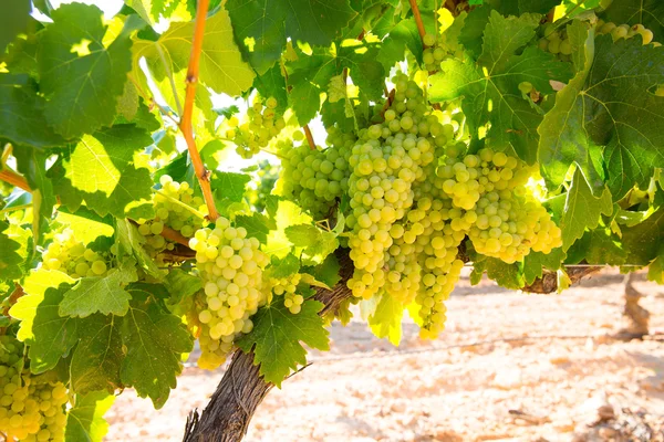 Hrozny Chardonnay, víno v vinice syrové připraven na sklizeň — Stock fotografie