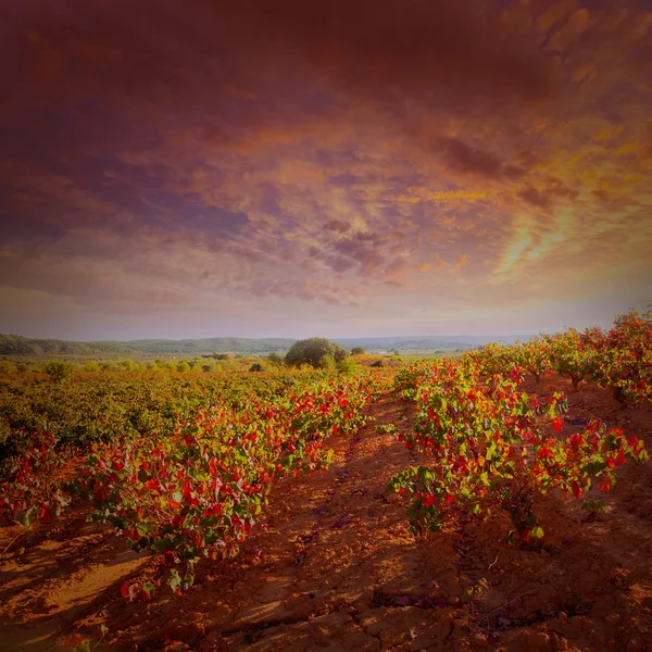 秋天金色红色葡萄园在 utiel requena — 图库照片