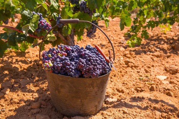 Vendemmia bobale con vendemmia — Foto Stock