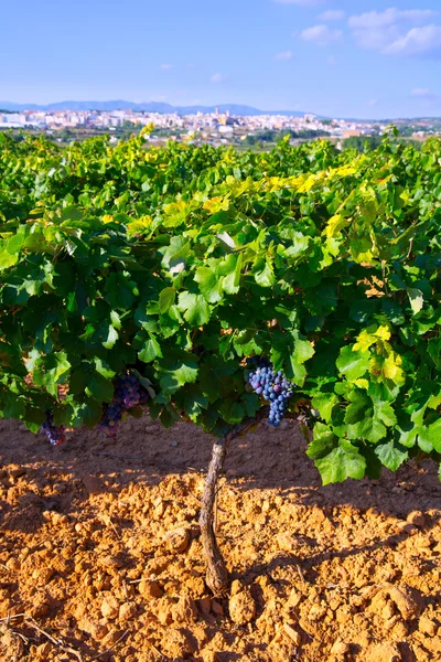 Requena nella provincia di Valencia una regione vinicola della Spagna — Foto Stock