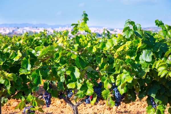 Requena nella provincia di Valencia una regione vinicola della Spagna — Foto Stock